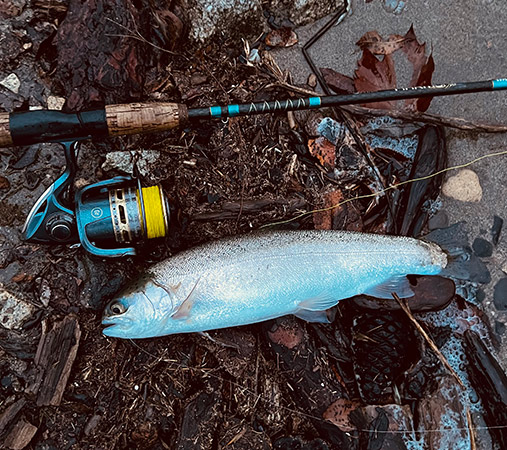 Rainbow Trout caught at Crescent Beach at Coulee Dam