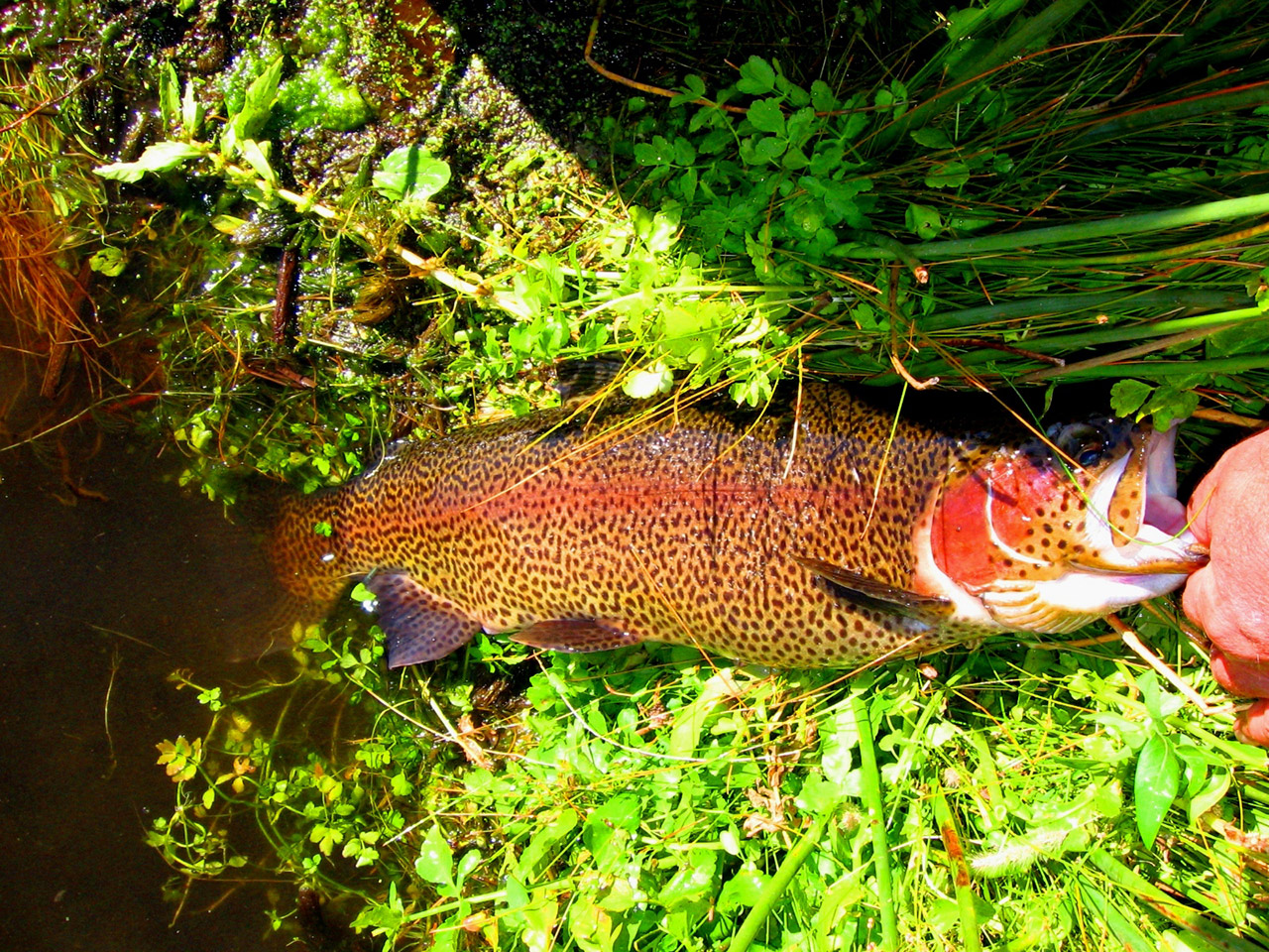 Rocky Ford trout, about to be released