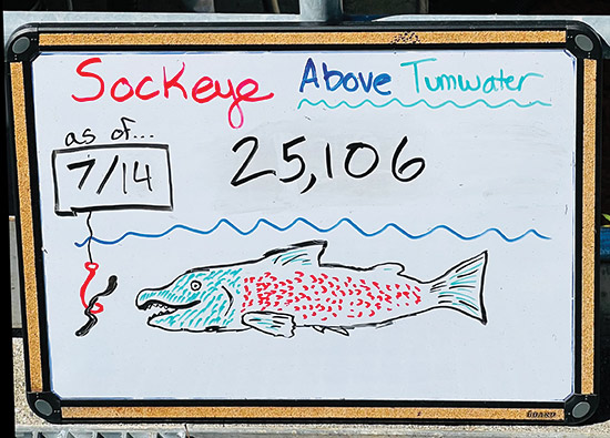the sign with the sockeye count at Tumwater Dam