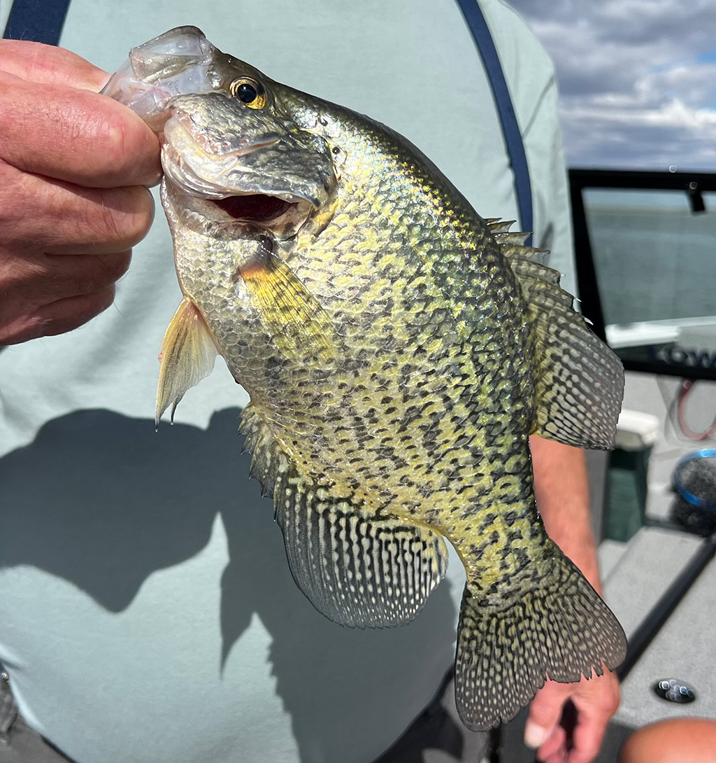 Crappie caught on Potholes Reservoir