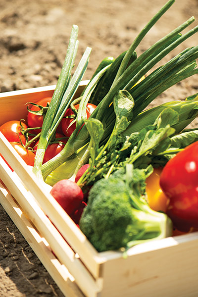 photo of garden vegetables