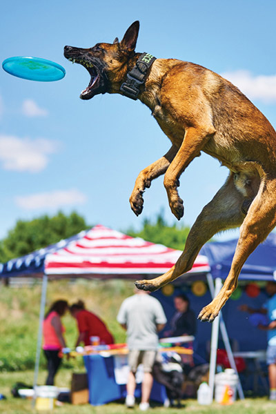 airborne dog catching disc